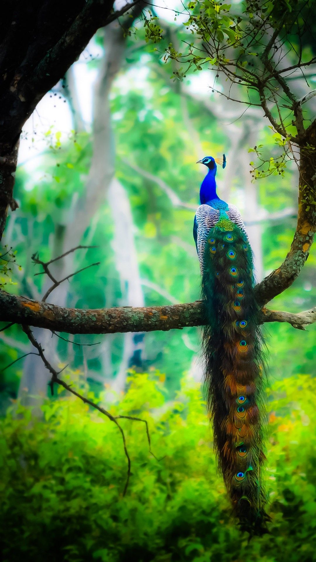 Cute Peacock Wallpaper