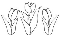 A Drawing Of Double Bloom Tulips Coloring Page : Kids Play Color