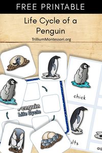 Free printable about the life cycle of a penguin. Perfect for your penguin, winter or Antarctica theme or unit