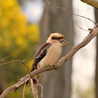 🎥 A nice pair of Laughing Kookaburras that I came across this morning ... I love the Golden Wattle in the background 📍#sydney #australia 📷 #nikon #mynikonlife #kookaburras @nikonaustralia @nikonownermagazine