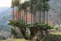 Daisugi, the 600-Year-Old Japanese Technique of Growing Trees Out of Other Trees, Creating Perfectly Straight Lumber | Open Culture