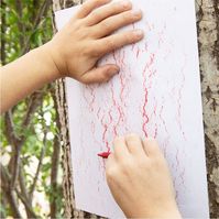 Tree Bark Identification - The Good and the Beautiful