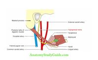 Deep Structure in the Neck Anatomy Notes And Important Questions With Answers - Anatomy Study Guide