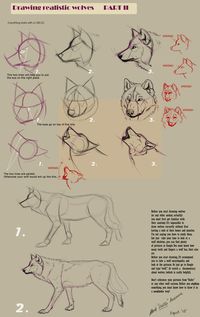 Wolf Drawings Step by Step | Guides to Drawing Wolves