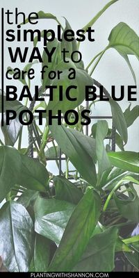 The baltic blue pothos is an easy plant to grow. Follow these baltic blue pothos plant care tips to keep your baltic blue pothos healthy.