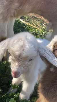 #goat #goatbaby #goatlove #mygoat