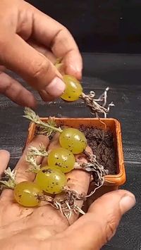 Easiest Method For Growing Grapes Roots.