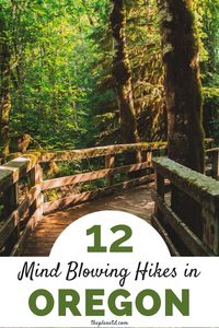 Oregon is full of hiking trails and adventure with 361 state parks and 11 national forests. Whether you’re a beginner or a skilled hiker, you’re going to find a trail that’s perfect for you. Here are the 12 best hikes in Oregon. | The Planet D #Oregon #OregonTravel #Hiking | Oregon Things to Do