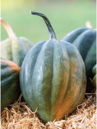 Squash, Winter, Early Acorn Hybrid - Burpee