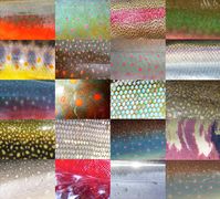 The Beauty of Fish Scales - U.S. Fish & Wildlife Service - Medium