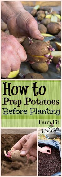 How to Prep Potatoes Before Planting | Planting potatoes, Organic gardening tips, Organic vegetable garden