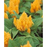 Celosia argentea 'Kimono Yellow'