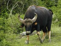 Udaypur Wildlife Sanctuary in Bihar, India