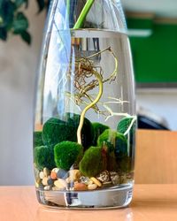 6 Tips for Marimo Moss Balls — Sacred Elements