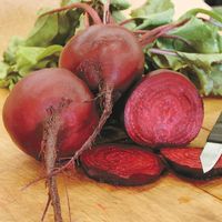 Early Wonder Tall Top Beet Seed | Territorial Seed