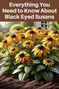 Everything You Need to Know About Black Eyed Susans