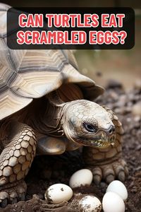 Can Turtles Eat Eggs? Find out in this detailed post! We break down the nutritional aspects of eggs and how they affect different species of turtles.