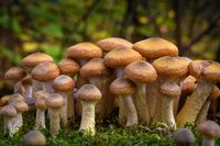 Foraging Honey Mushrooms (Armillaria sp.)