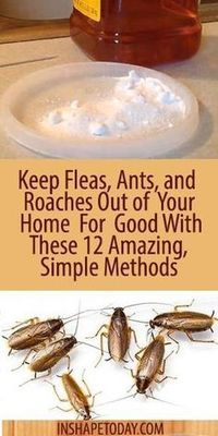 Keep Fleas, Ants, and Roaches Out of Your Home For Good With These 12 Amazing, Simple Methods - InShapeToday