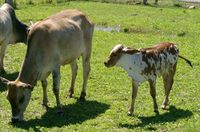 Zebu cattle stand out due to the hump in their back behind their shoulder blades!