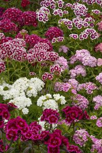 best fall flowers - Dianthus caryophyllus