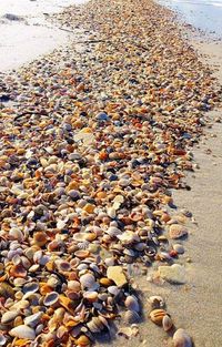 Shell Beach Sanibel Island, Florida Sanibel was so beautiful, I definitely want to go back some day - one of my best vacations ever. by anne