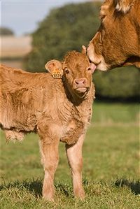 Limousine momma making sure he cleans behind his ears :)