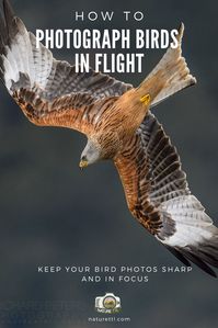 Birds in flight are tricky subjects to photograph. This tutorial looks at how to keep your bird photos sharp, in focus, and even how to add creative flair.