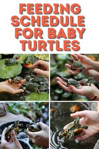 Feeding baby turtles isn't complicated! Our pin provides a detailed look into how much and what kind of baby turtle food to offer, helping your pet flourish.