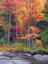 'Autumn in the Adirondack Mountains, New York, Usa' Photographic Print - Christopher Talbot Frank | Art.com