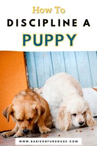 Do you want to learn how to safely discipline your puppy? Puppy training is essential for dog owners. Learning how to discipline your puppy & why it’s necessary to train a Puppy is all part of it. Check out this informative guide on how to train your puppy and the common mistakes that are made. Help make sure your furry friend is trained in all the right ways!