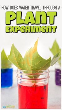 If you are studying plants with your children, you will love this quick and simple plant experiment where children will see how does water travel through a plant.  All you need are a few simple materials to try this plant for kids project. Use this how does water travel up a plant with preschool, pre-k, kindergarten, first grade, 2nd grade, 3rd grade, and 4th graders too.