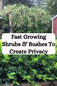 20 fast-growing shrubs and bushes that are perfect for creating a privacy screen in your yard. These easy-to-grow plants will provide privacy and beauty in no time.