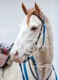 gelding | USA | 2014 | by Bluegrass Cat out of Princesspatseattle #thoroughbred #gelding #dominantwhite #colouredthoroughbred #whitethoroughbred