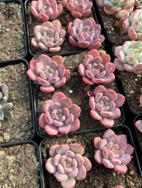 Echeveria Crystal Amber You will receive one plant similar to the photo listed, shape and color might be slightly different, about 1" in size All plants will be ship bare rooted (if you choose to purchase with planter, the planter will be packed separately with the plant as well)