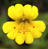 Mimulus 'Monkey Moss' - Low growing 4" bright yellow flowers that are happy in partial shade. Zones 4-11, re-seeds in all zones.