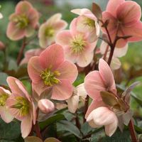 Mauve hellebores