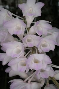 https://flic.kr/p/4GJfDH | Dendrobium fairchildiae