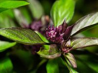 Thai Basil Uses - Learn How To Plant Thai Basil