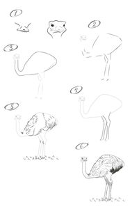 Learn to draw an ostrich with the pencil