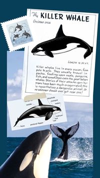 Orca killer whale orcinus orca