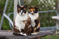 Lisa & Felice - friendliest cats in the world