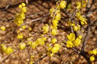 Chimonanthus praecox 'Luteus' (Wintersweet)