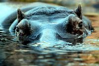 Un hippopotame du zoo de Berlin joue à cache-cache.