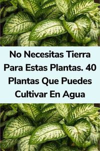 No Necesitas Tierra Para Estas Plantas. 40 Plantas Que Puedes Cultivar En Agua