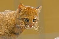 https://flic.kr/p/22fkqMJ | Pampas cat (Oncifelis colocolo) | Nome: Gato-palheiro