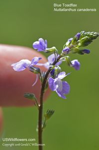 Photographs and information about Blue Toadflax, Canada Toadflax, Oldfield Toadflax - Nuttallanthus canadensis