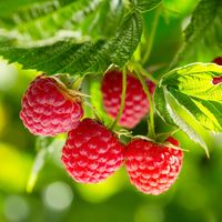 Nova Red Raspberry Plant Introducing The Nova Red Raspberry, A Robust Plant That Promises Not Only A Bountiful Harvest But Also A Striking Addition To Your Garden. Thriving In Zones 3 Through 8, This Raspberry Variety Is Known For Its Resilience And Ability To Withstand Harsh Conditions, Including Cold Climates And Rough Winters. The Nova Red Raspberry Produces Berries That Are Known For Their Bright Red Color And Balanced Flavor That's Both Sweet And Tart. Perfect For Fresh Eating, These Berrie