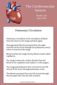 Pulmonary circulation is a type of circulation in the body that involves the transport of blood from the heart to the lungs and back again.  Click here for a variety of quizzes and puzzles on the circulatory system plus all anatomy and physiology systems of the body. #anatomyandphysiologystudyprintables #anatomyandphysiologyprojects #anatomyandphysiologystudytips