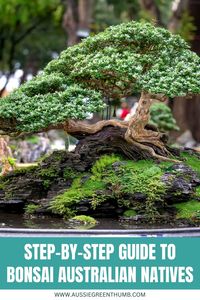 Get step-by-step instructions for creating beautiful bonsai from Australian native plants. Perfect for those new to bonsai or looking to add native flair to their collection. #BonsaiGuide #NativeBonsai #AustralianGardening